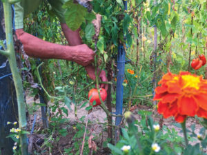Séméac - Hautes-Pyrénées - Jardins Partagés