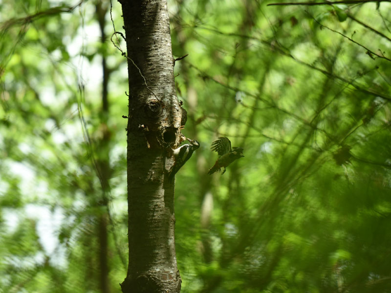 La forêt séméacaise  - Séméac - hautes-Pyrénées