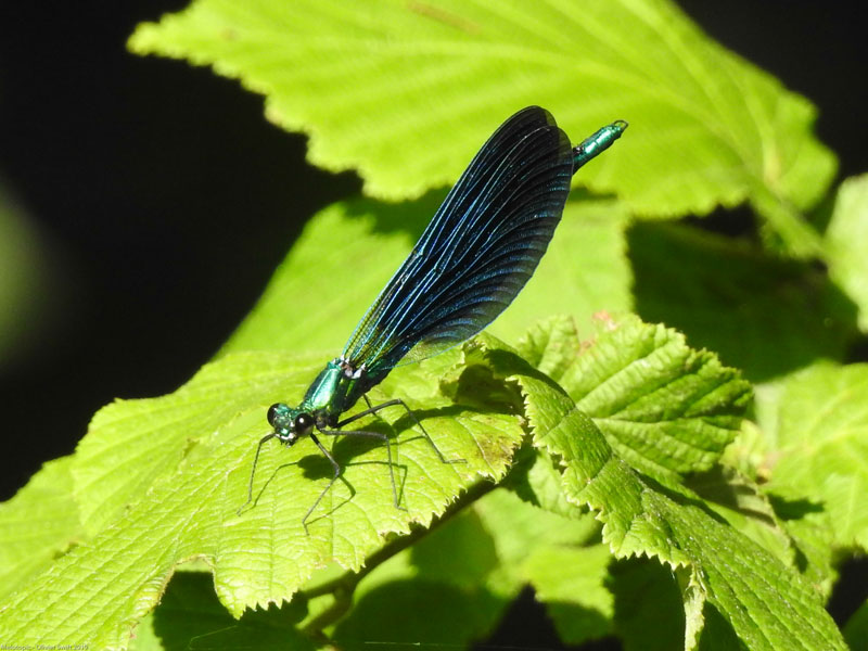 Atlas de la biodiversité communale  - Séméac - HJautes-Pyrénées