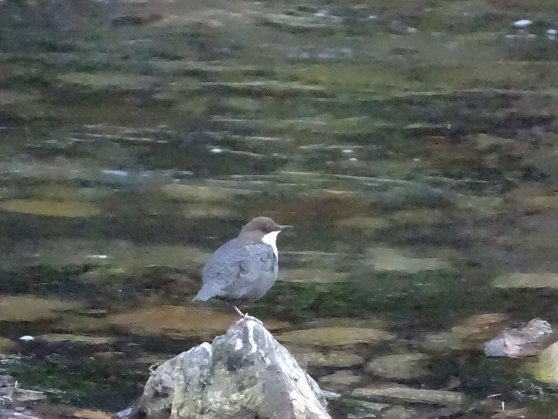 Atlas de la biodiversité communale  - Séméac - HJautes-Pyrénées