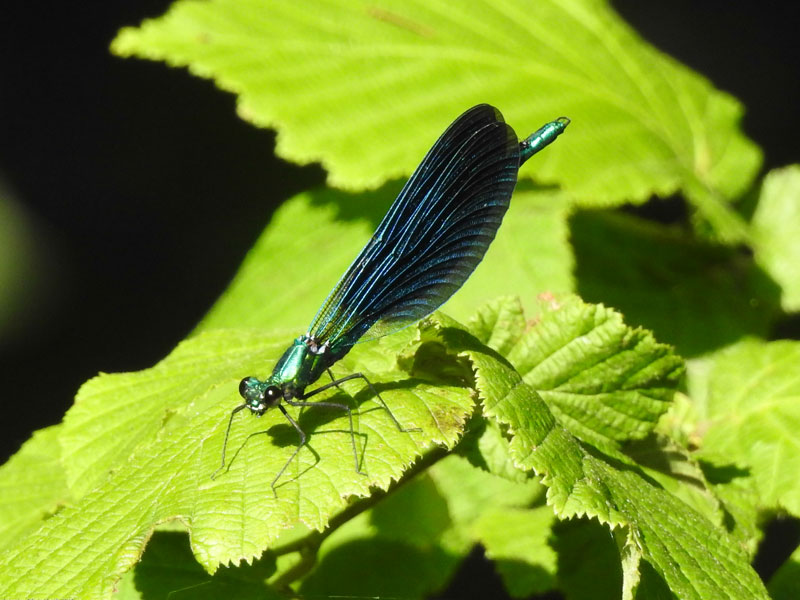 Une-haie-bocagère Une haie bocagère