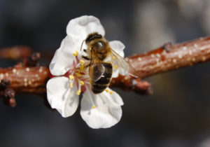 Mairie de Séméac - Abeille butineuse