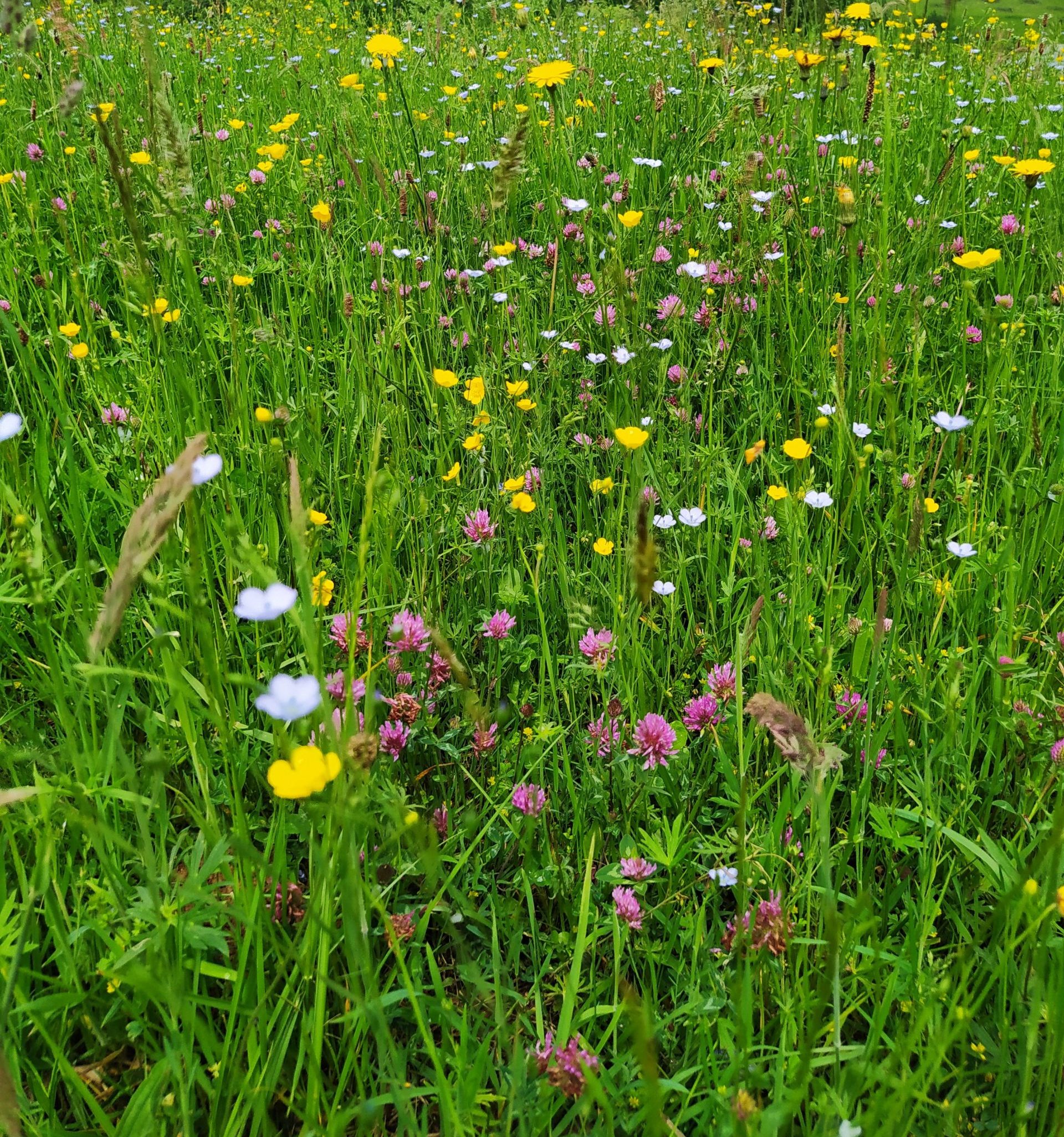 Ville de Séméac, BiodiversitéMare ABC