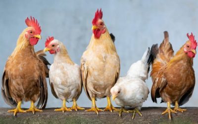 L’influenza aviaire : renforcement des mesures de biosécurité