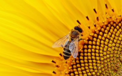 Séméac et les abeilles : une histoire d’amour et d’actions