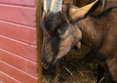 Foire Agricole de Tarbes, 10/03/2022