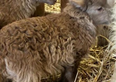 Foire Agricole de Tarbes, 10/03/2022