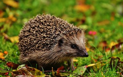 Un hérisson dans mon jardin, le porte à porte a débuté