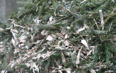 Recyclage  des sapins au bois de la Barthe.