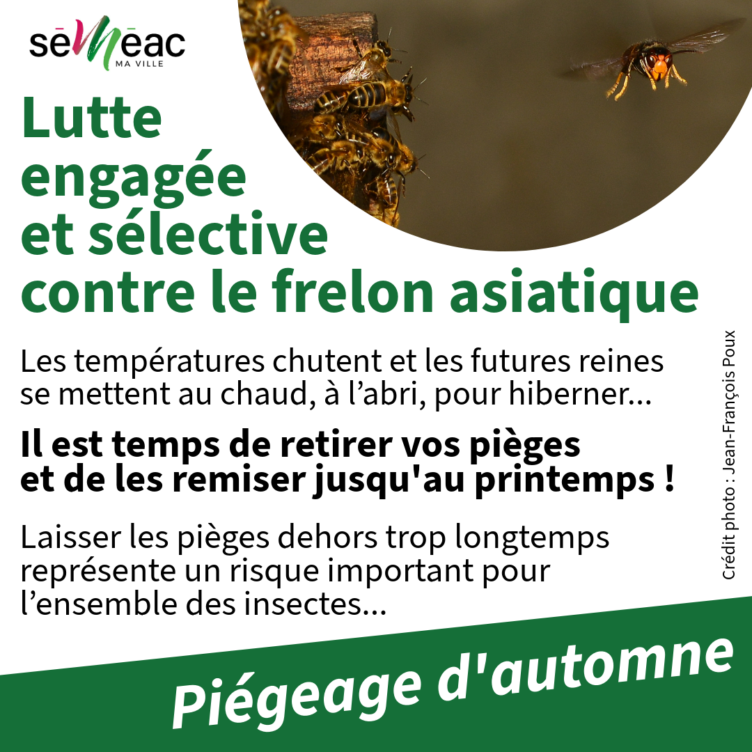 Mairie de Séméac - Frelon asiatique