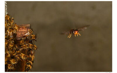 Fin du piégeage d’Automne !